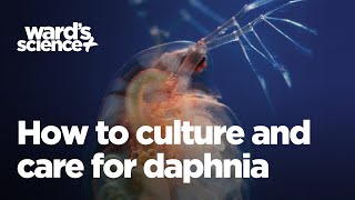 Caring and Culturing for Daphnia [upl. by Nnylatsirk]