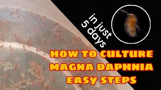 How to Culture Magna Daphnia Easily [upl. by Leontine802]