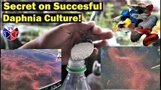 How to Culture Daphnia Successfully [upl. by Yot235]