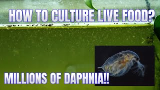 How to Culture Daphnia Secret Method to Breed MILLIONS  Simply Aquatic [upl. by Reedy542]