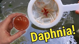 How I Culture Daphnia In Outdoor Tubs [upl. by Harpp]