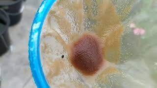 How to culture daphnia moina in a small container Part 1 English Subtitle [upl. by Kolosick]