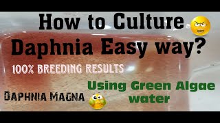 Daphnia MagnaHow to Culture Daphnia Easy wayCulturing Daphnia using Green water Daphnia [upl. by Ardaid640]