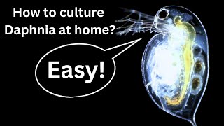 BEST Live Fish Food Beginner guide How to Culture Daphnia at home [upl. by Kirima]