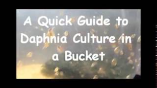 How to culture daphnia outside [upl. by Matthia]