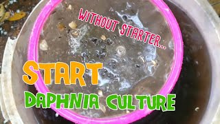 How to culture daphnia moina the easy way 1  Starting the Daphnia culture [upl. by Yeargain278]