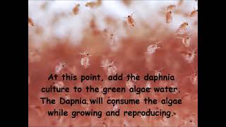 Daphnia  How to grow daphnia in your home [upl. by Elroy59]