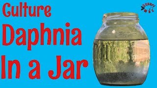 How to Culture Daphnia in a Jar [upl. by Anirdna268]