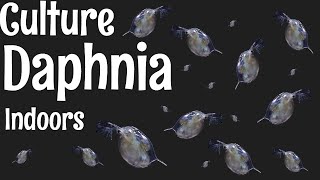 How to Culture Daphnia [upl. by Acinna]