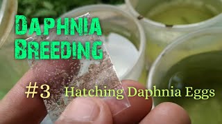 Daphnia Culture made simple and easy 3  Hatching Daphnia eggs [upl. by Aridaj]