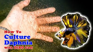 How to Culture Daphnia with ZERO Cost  Unlimited Live Food For Our Fish [upl. by Lori]