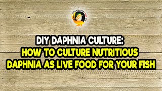 DIY Daphnia Culture How to Culture Nutritious Daphnia as Live Food for Your Fish [upl. by Hildegard]