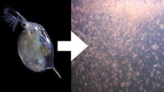 How I Culture Daphnia [upl. by Niamjneb]