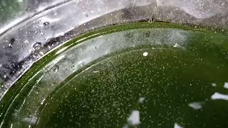 DAPHNIA MOINA CULTURE IN A SMALL BUCKET [upl. by Matusow]