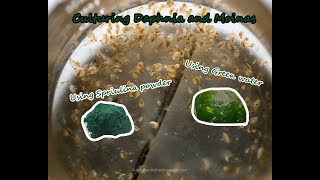 How To Culture Daphnia and Moinas using Green Water Spirulina powder [upl. by Enajiram]