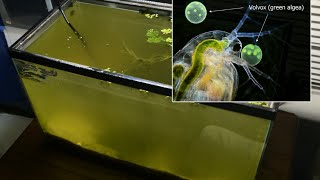 Raising Daphnia for the Freshwater Aquarium [upl. by Sturges]