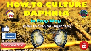 HOW TO CULTURE DAPHNIA In Easy Way [upl. by Twila482]